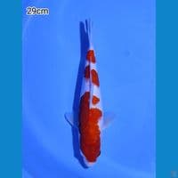 KOHAKU 3STEP 29cm MALE