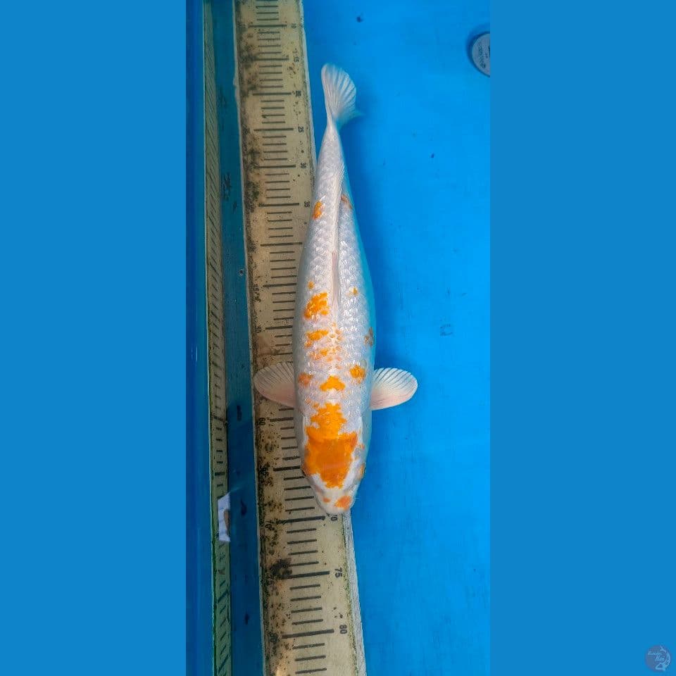 HARIWAKE GINRIN 49 CM