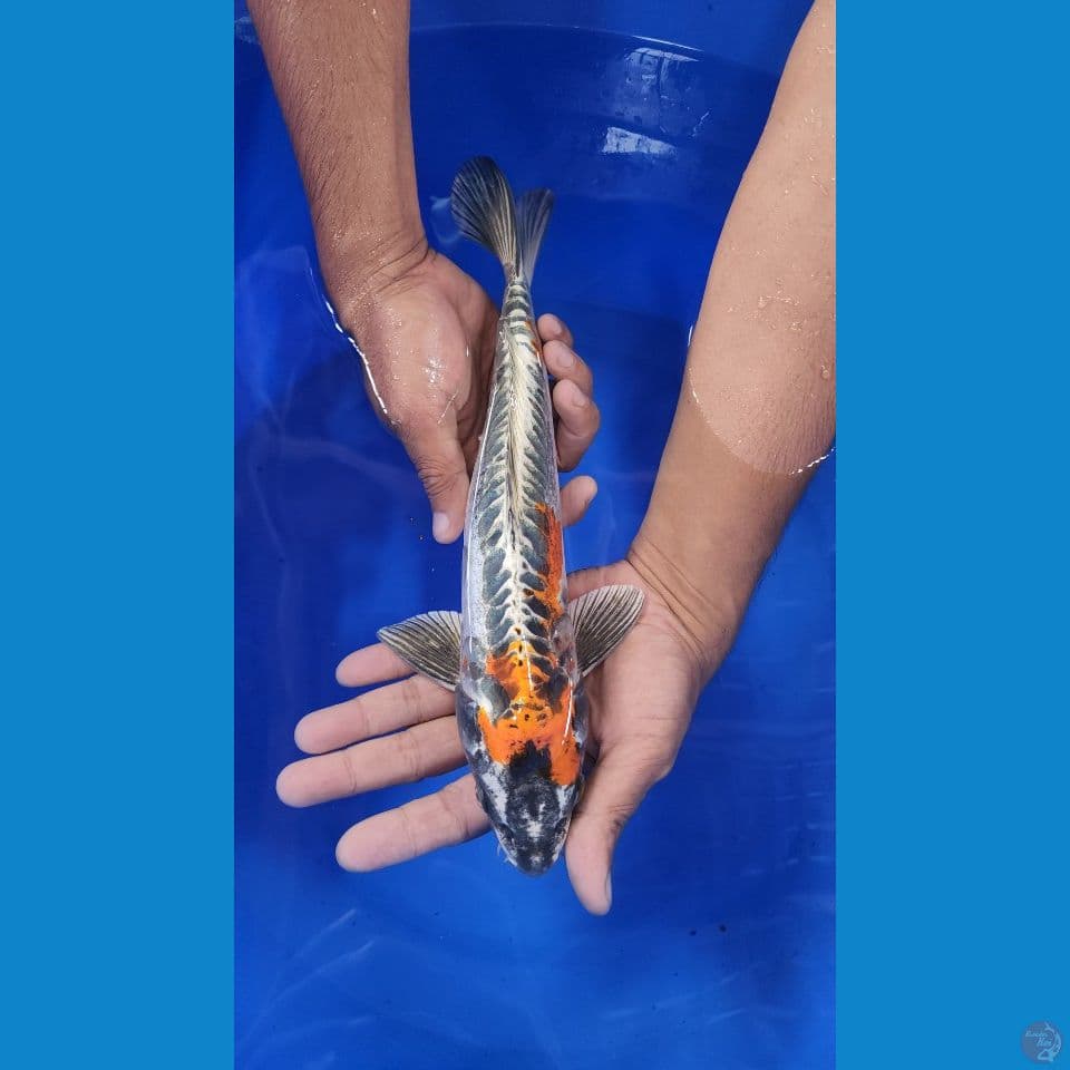 33cm jantan