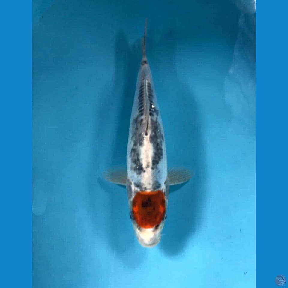 tancho kiko 28cm