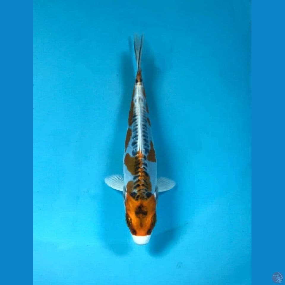 kiko 15cm