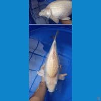 karashi jumbo SB super munuk 45bu
