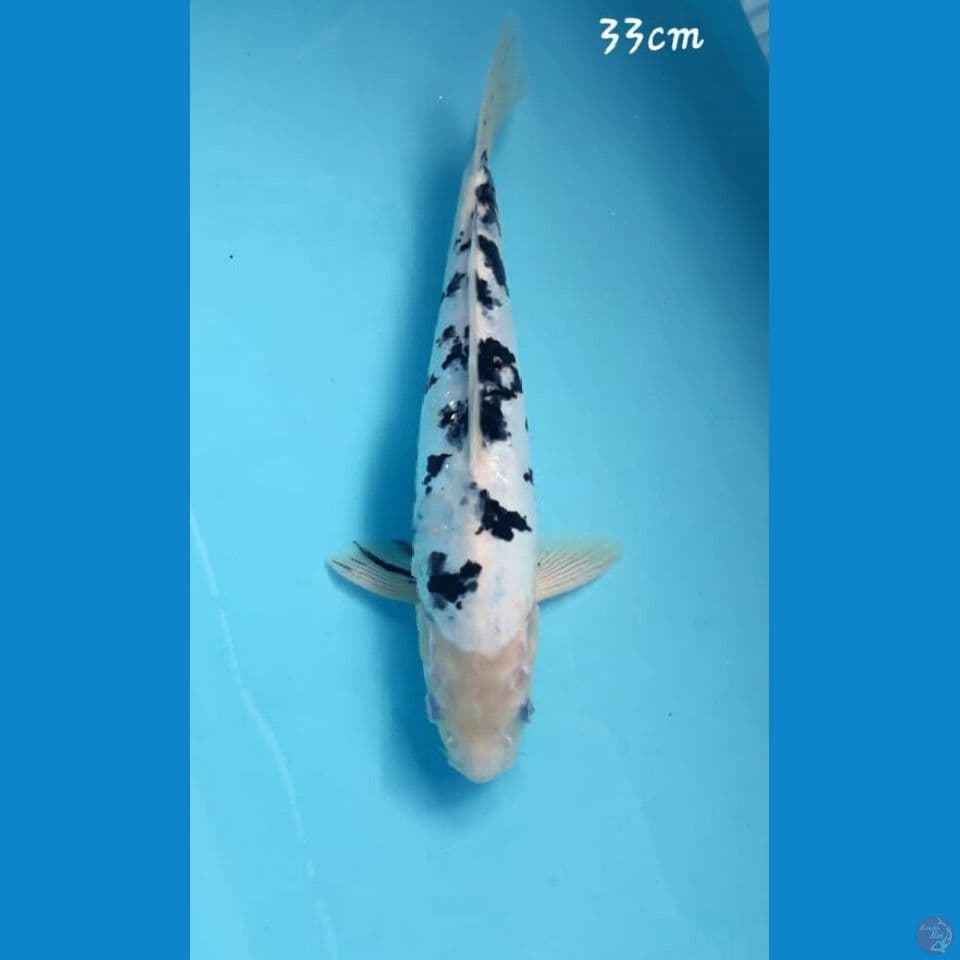 Bekko. 33cm