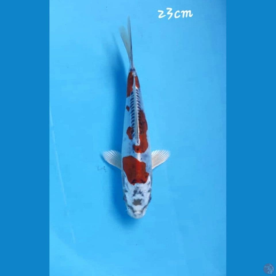 kikokuryu 23cm