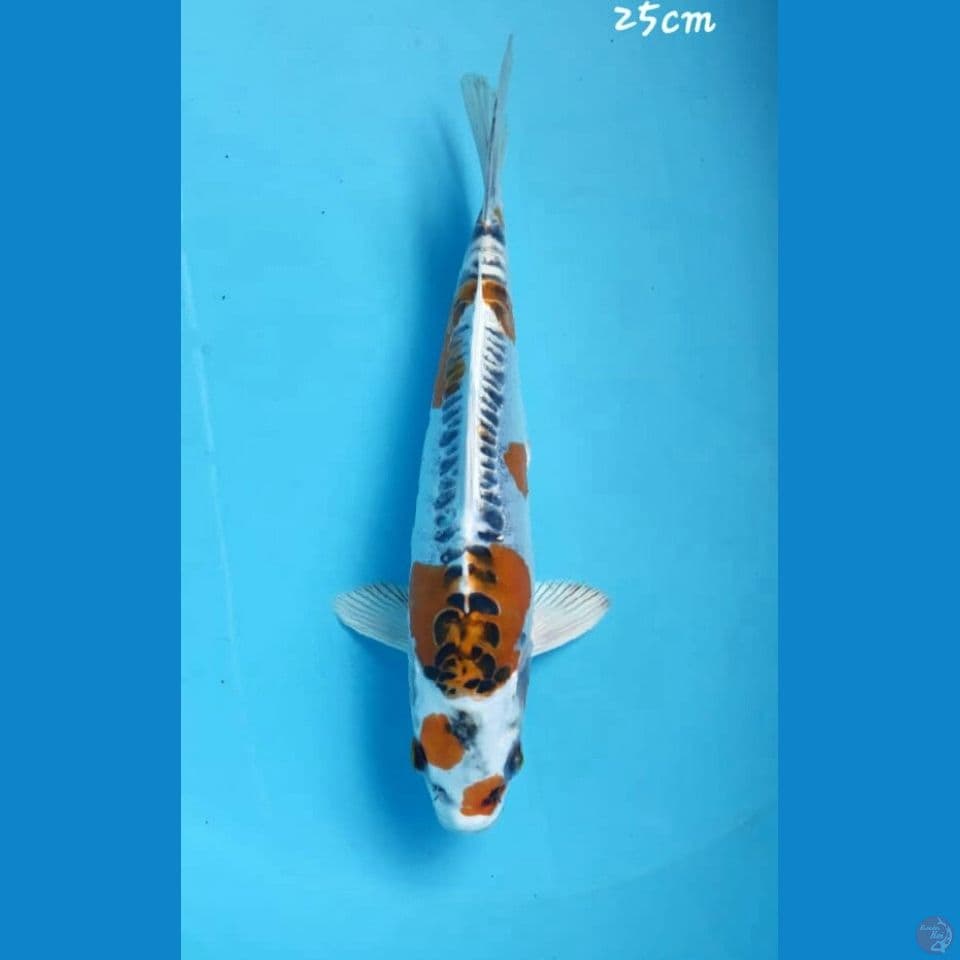 Kikokuryu 25cm