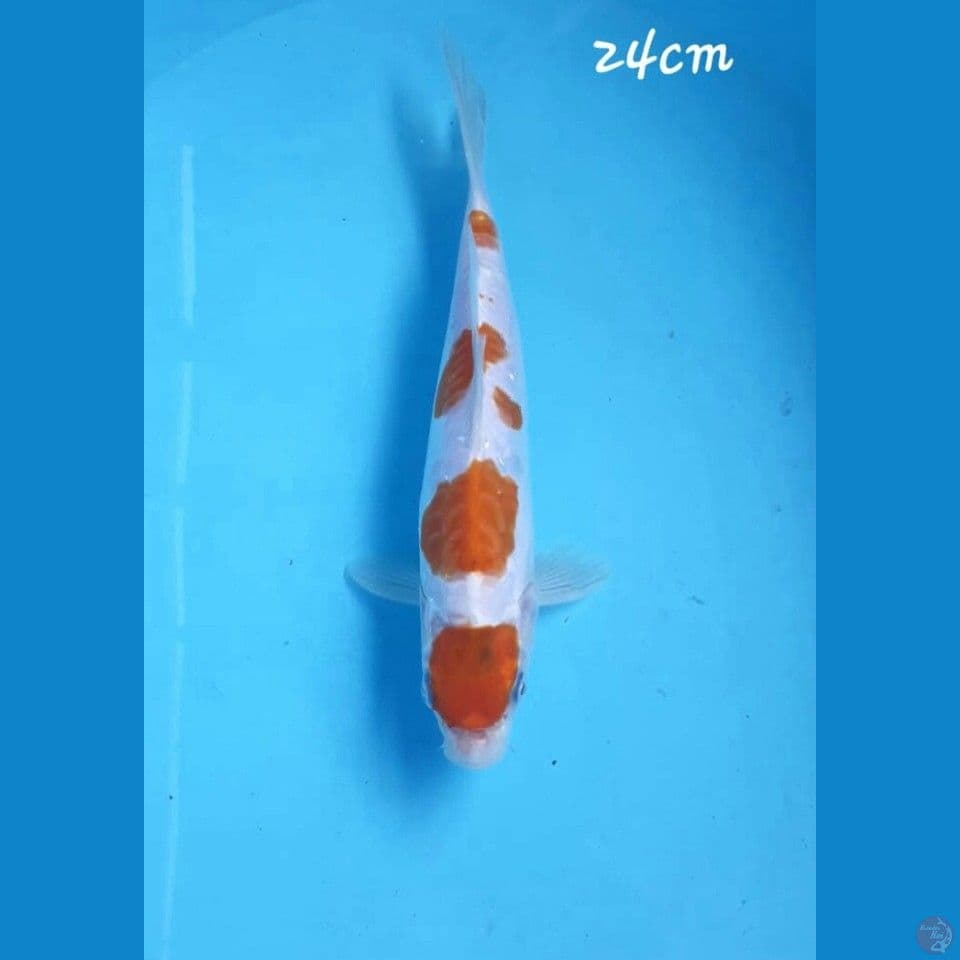 Kikushui 24cm