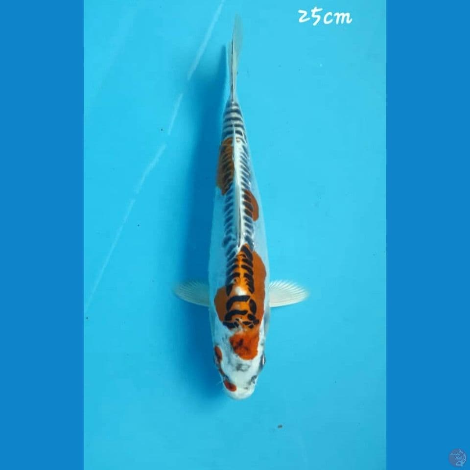 Kikokuryu 25cm