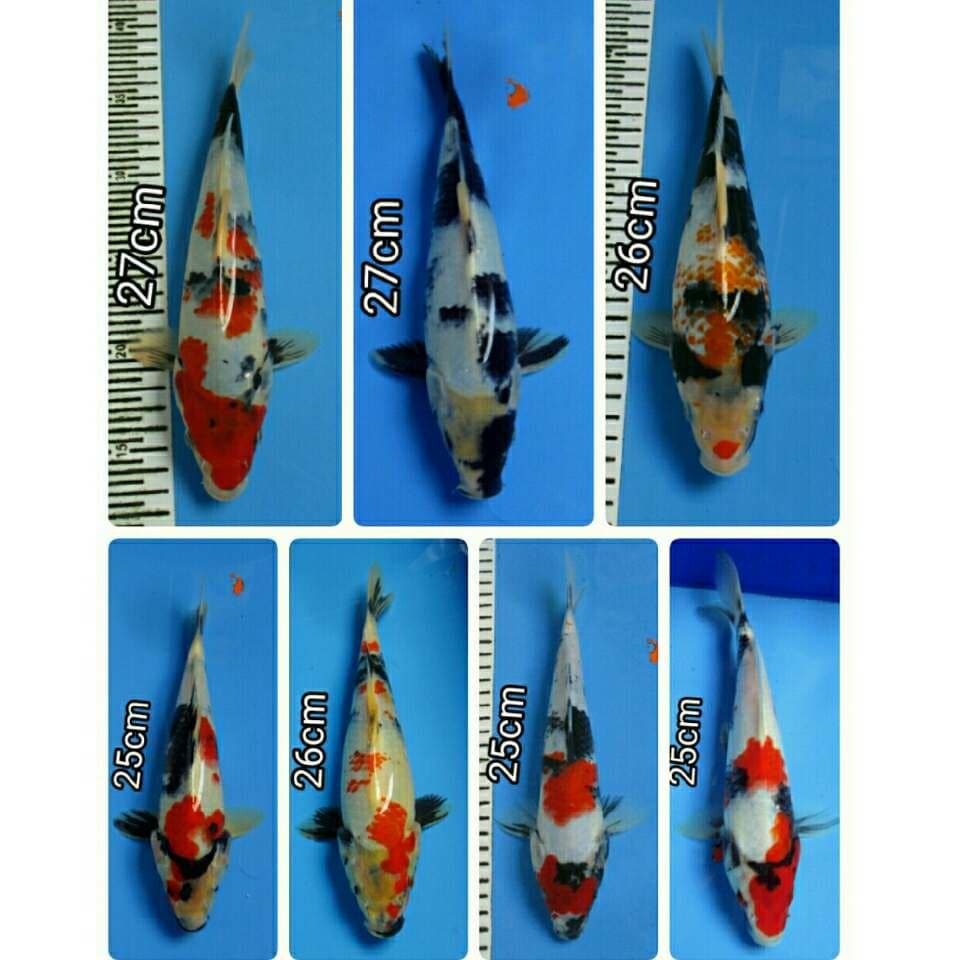 PAKET SHOWA SHIRO