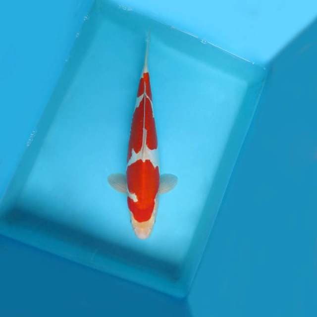 C. JUNAKOI ( SILK ROAD ~ KOHAKU 3 STEPS DOITSU )