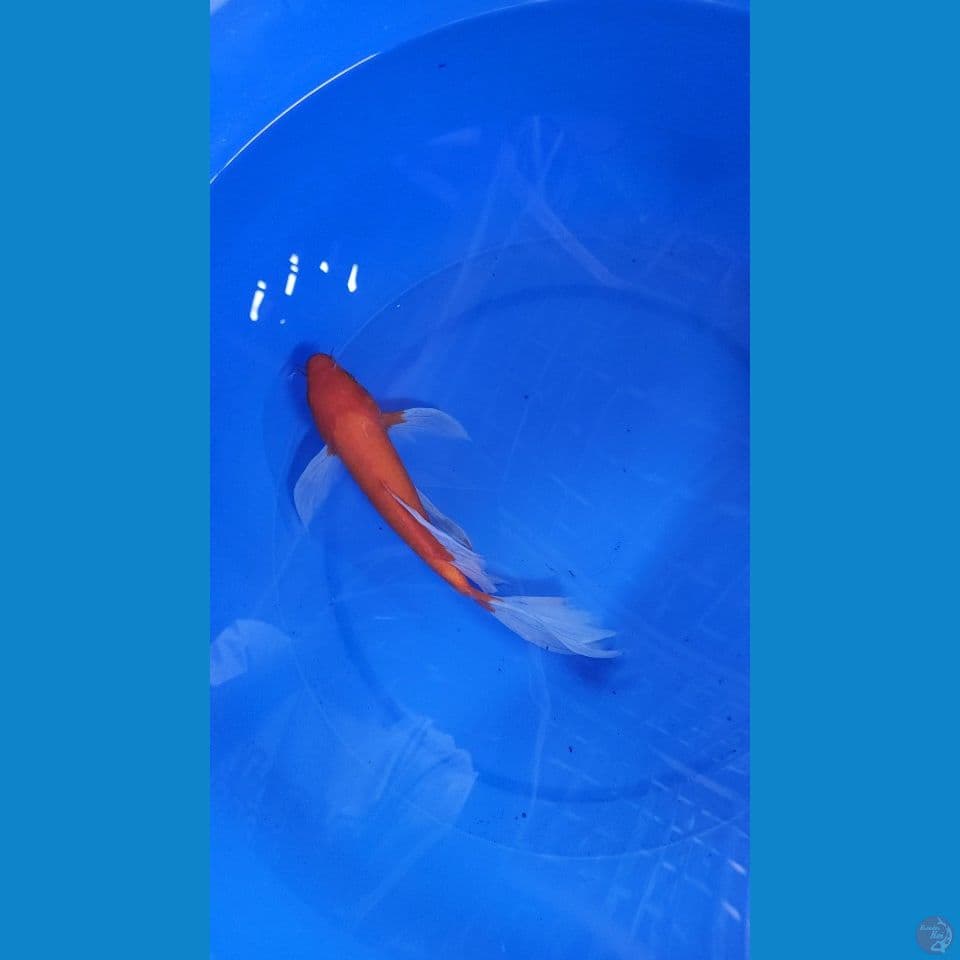 31cm