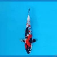 ZERO 6~ Showa Evolution 26 cm/male™,-