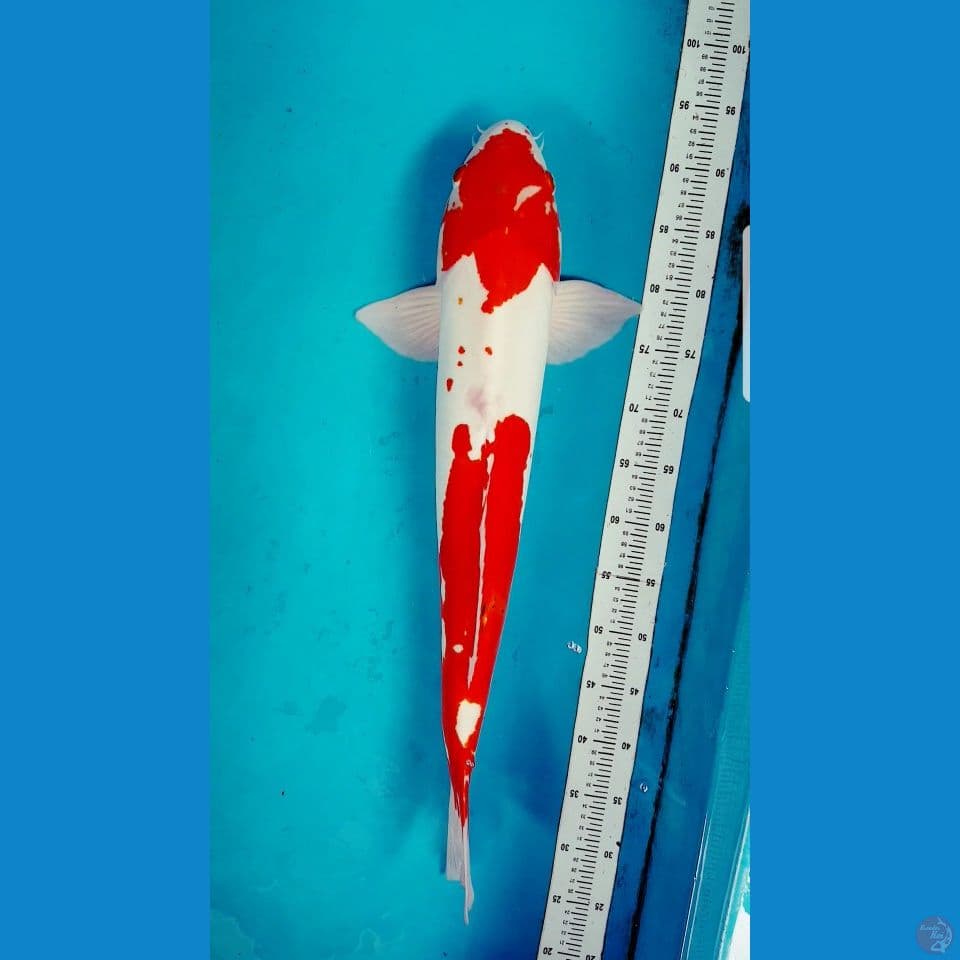 KOHAKU DOITSHU JANTAN 65 CM