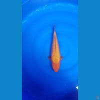 Karamel/Red karasi fuull ginrin 30cm male SQ