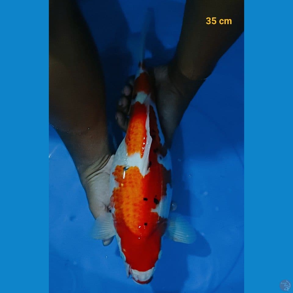 SB sanke 35 cm
