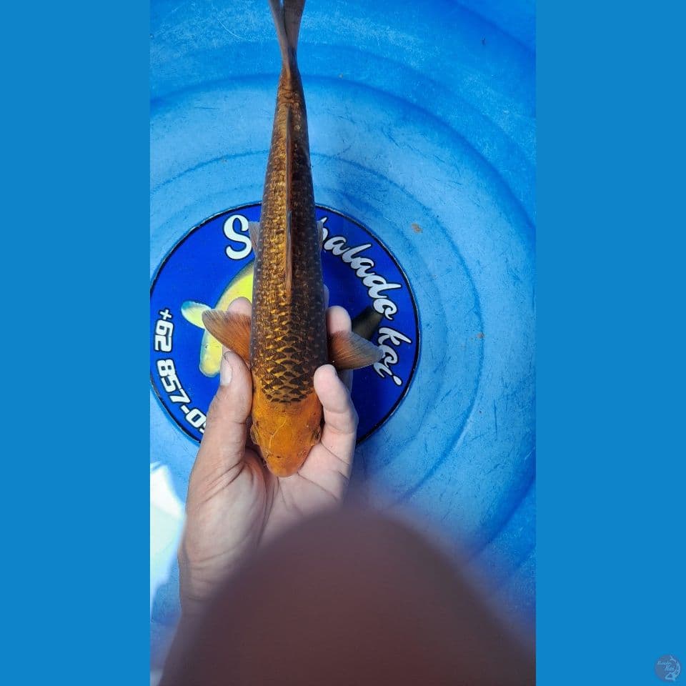 karamel