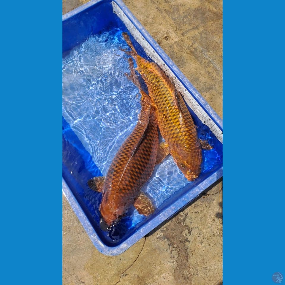 chagoi