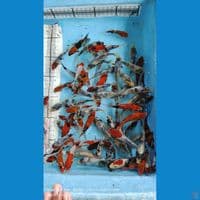 Burayak Mix 70ekor (5-8cm)