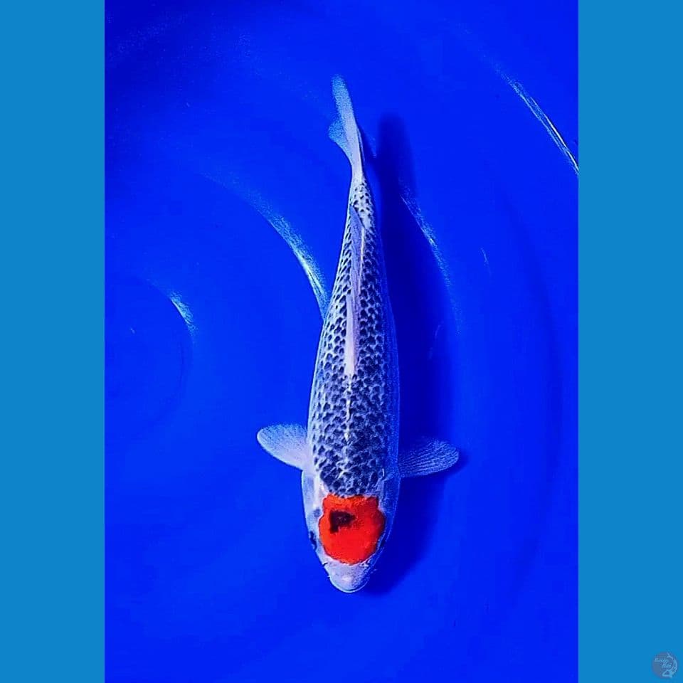 30 cm tanco goshiki strong