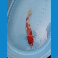 SHOWA 44 CM