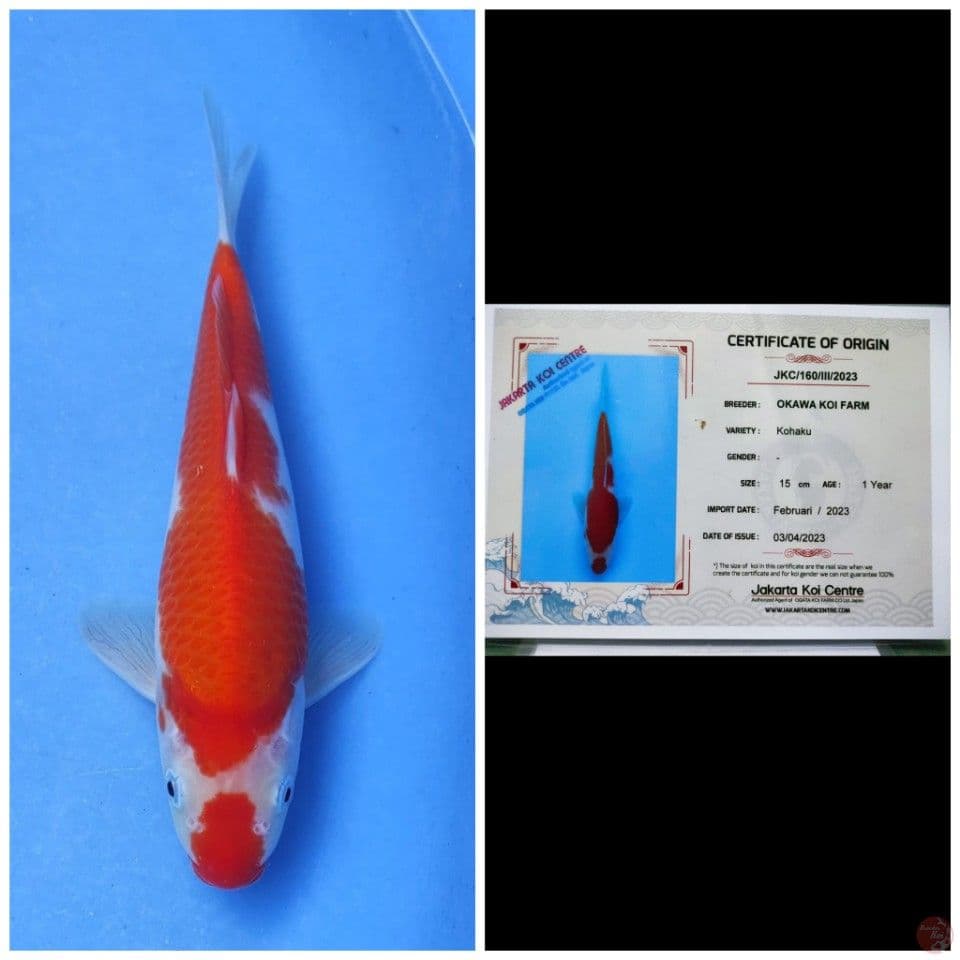 Okawa Kohaku 