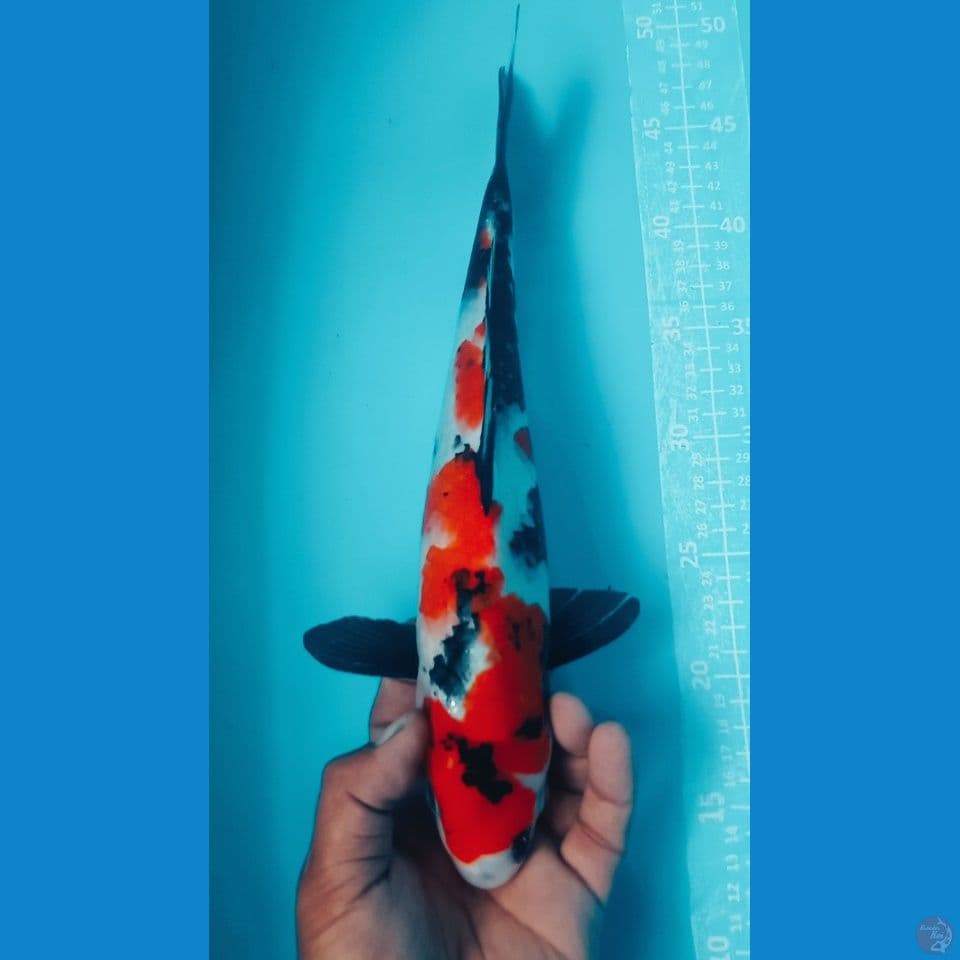 showa 34cm