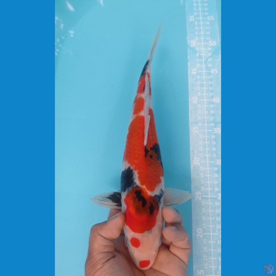 showa 33cm