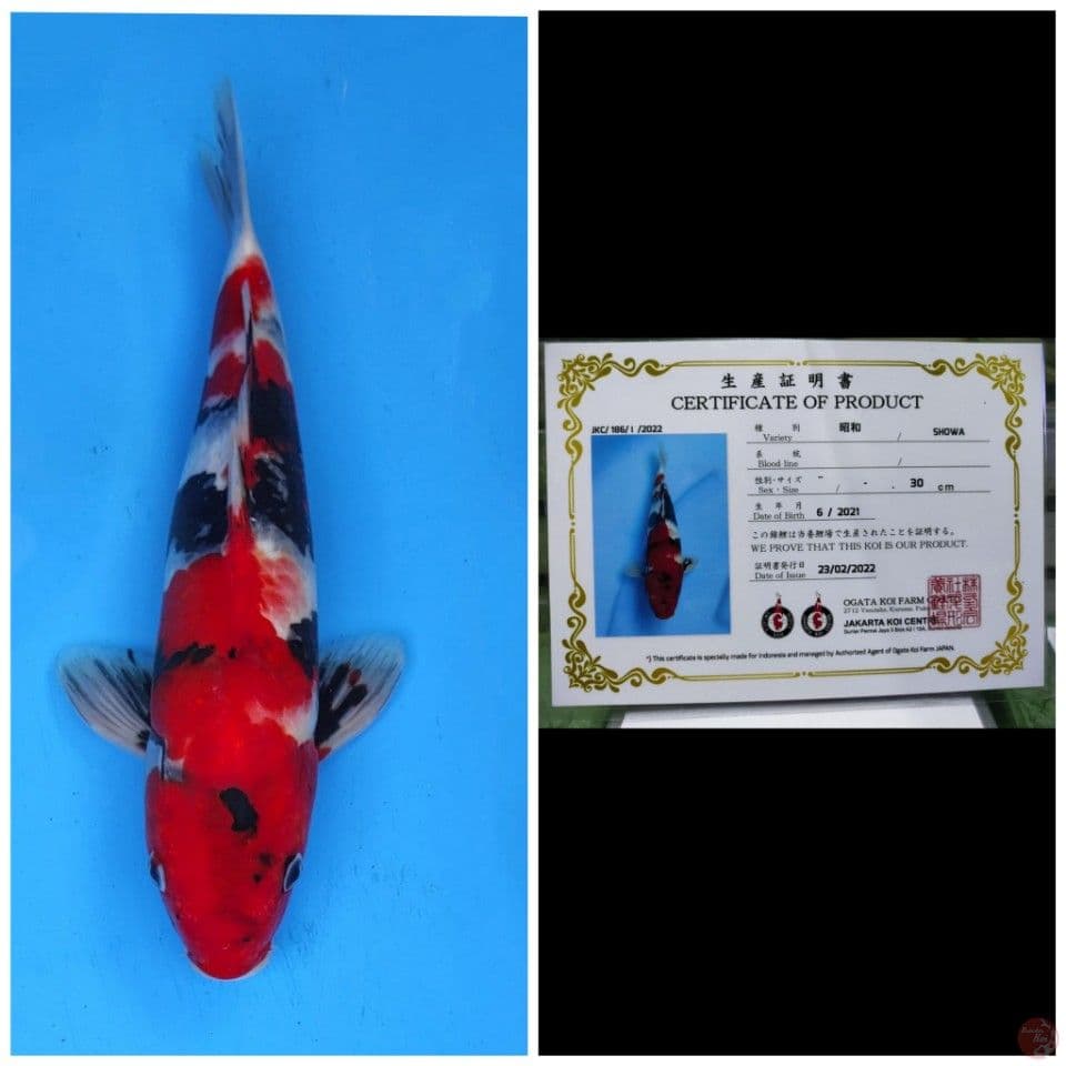 Ogata Showa
