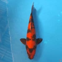 utsuri 27cm/male