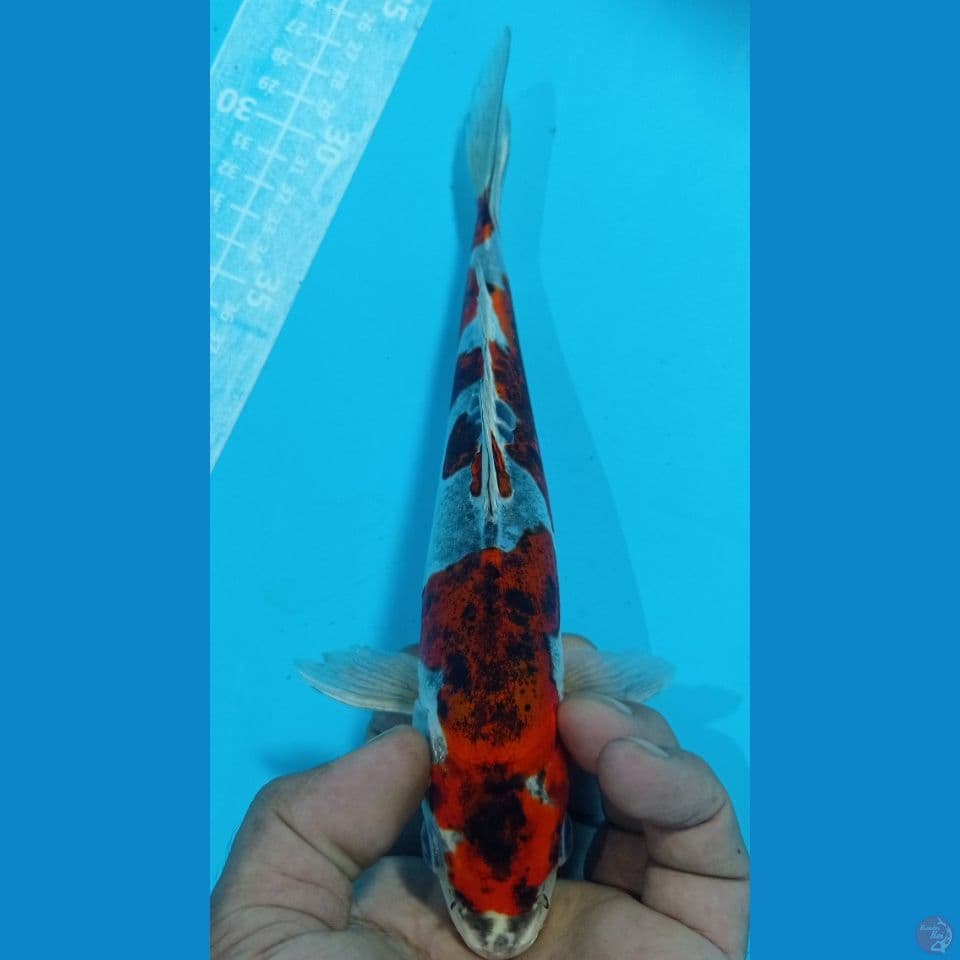 benikiko 25cm