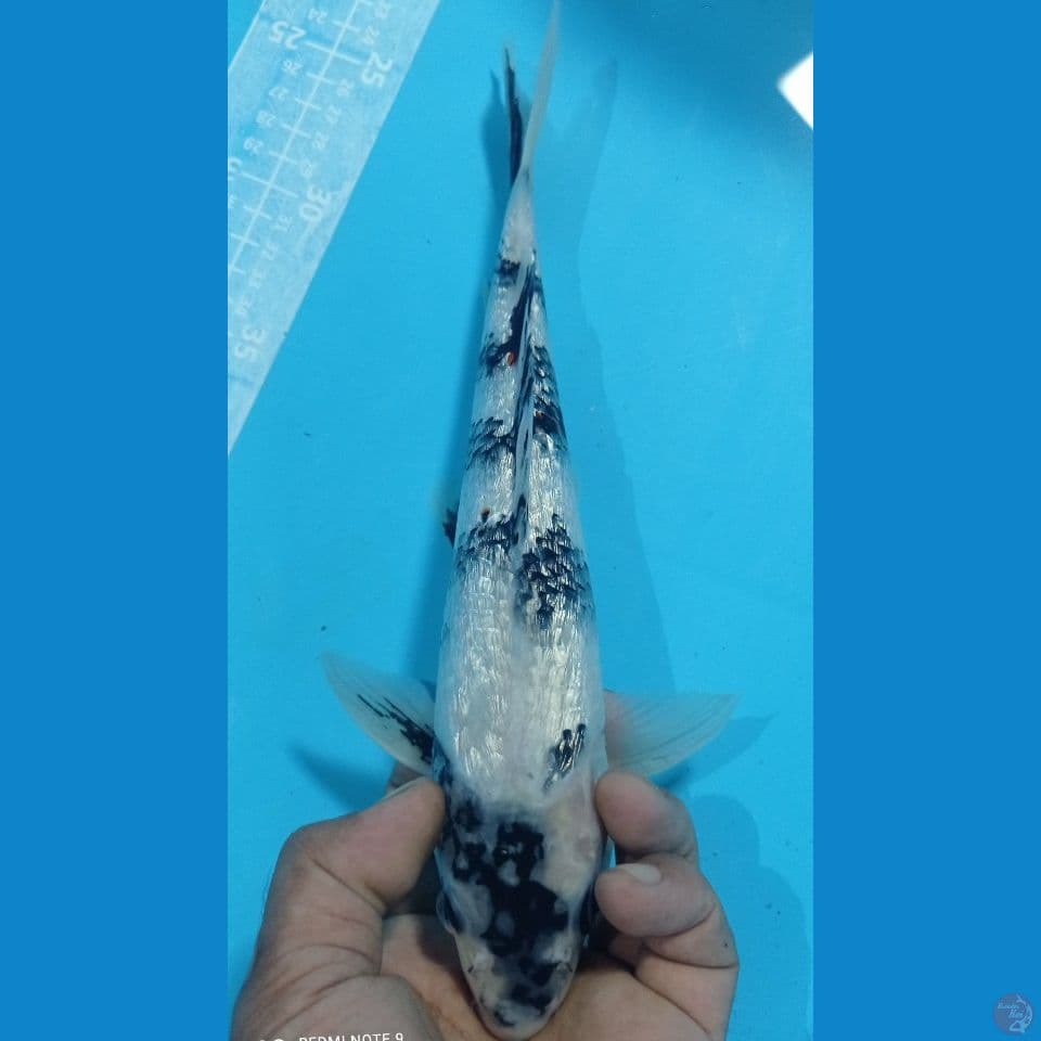 siro ginrin 30 cm