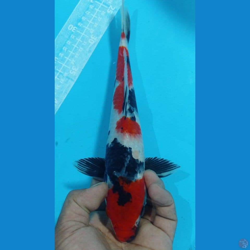 original 30