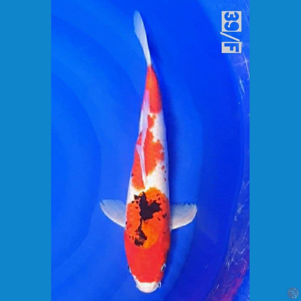 39/F SHOWA Tategoi 
