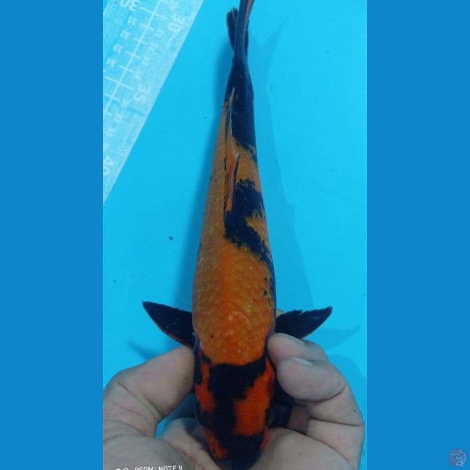 hi utsuri 27cm