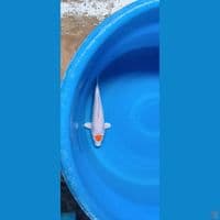 tc hariwake size 30 cm 