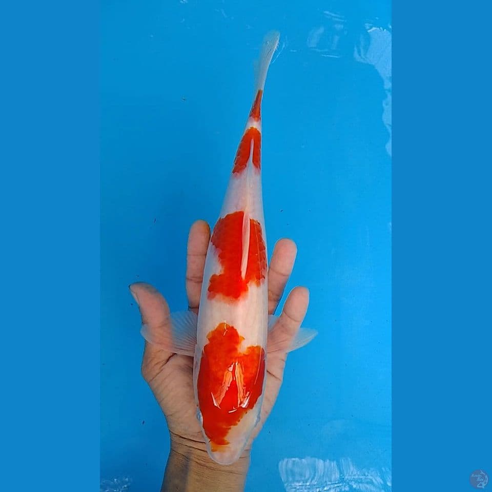 Kohaku size : 29 cm