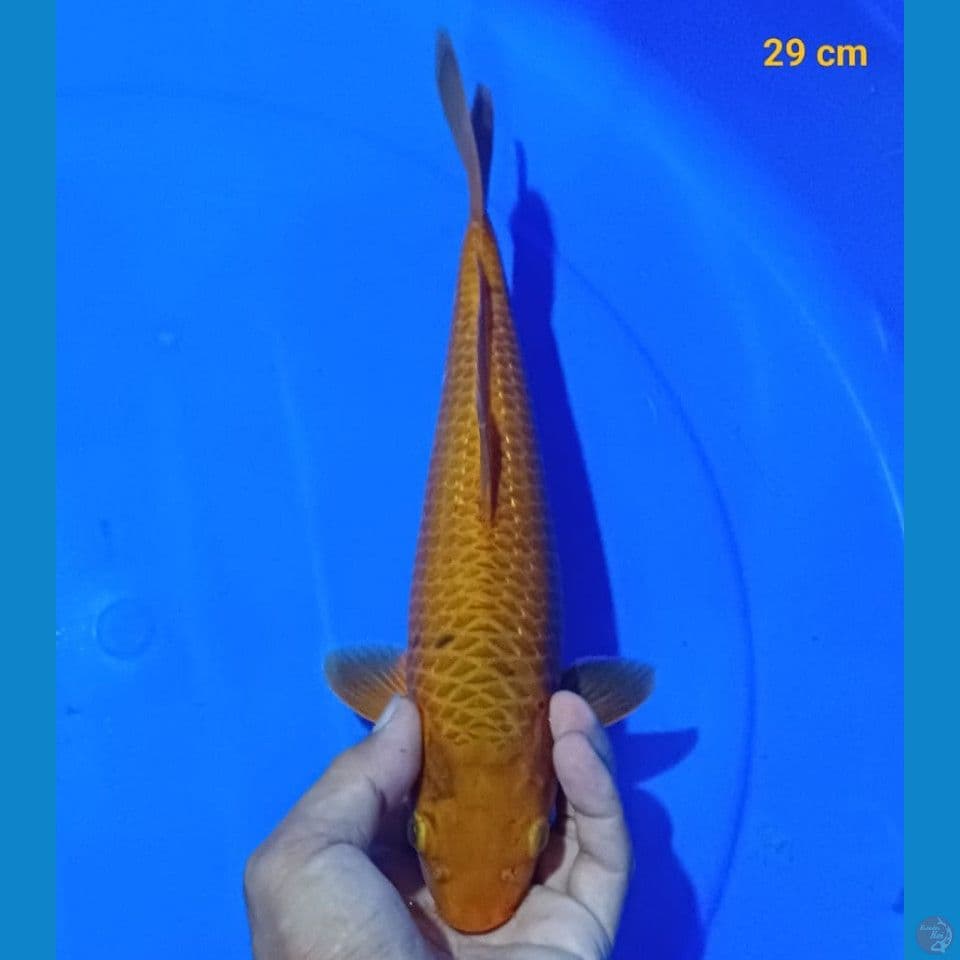 Karamel M-29cm