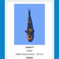 Hikari Utsurimono 22cm SQ
