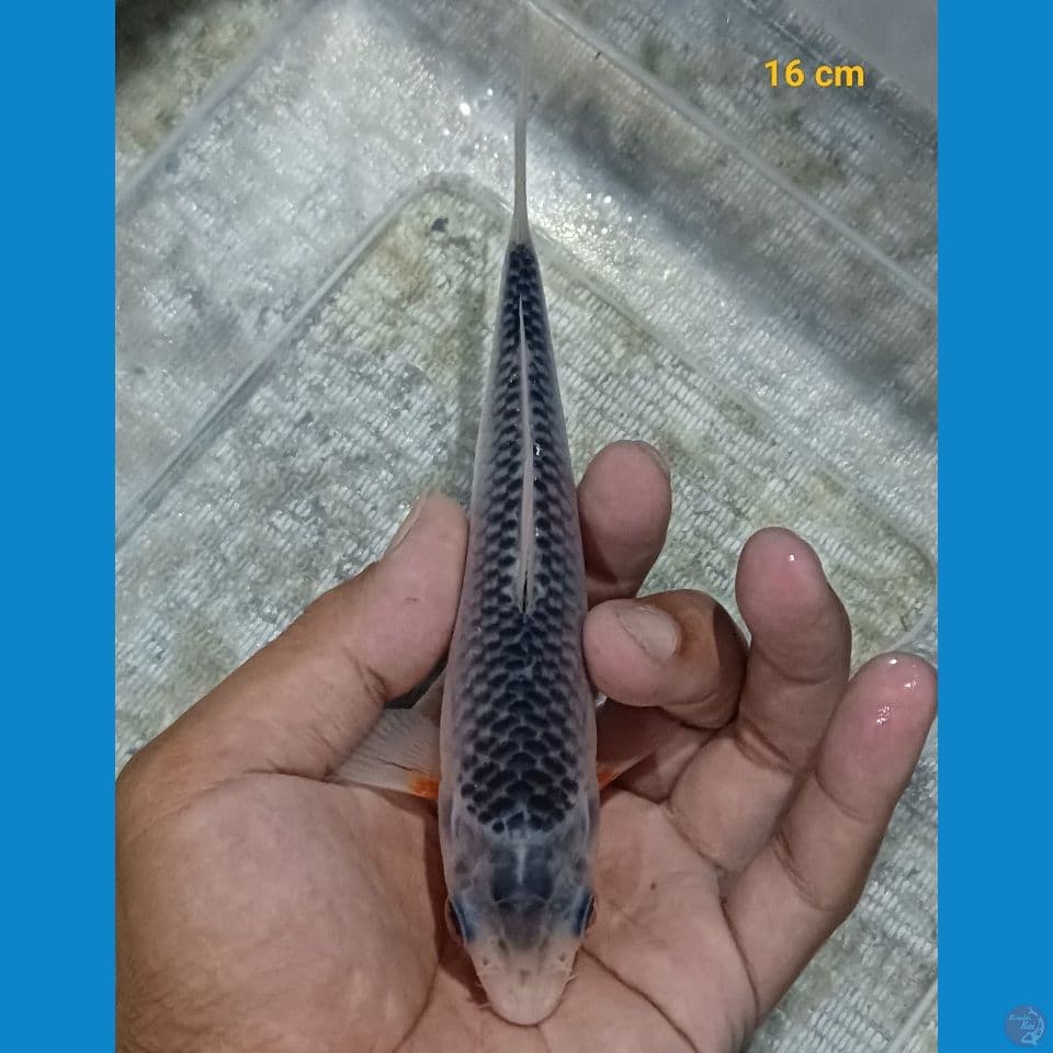 bahan keep 16 cm 