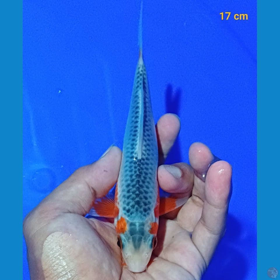 asagi 12 cm