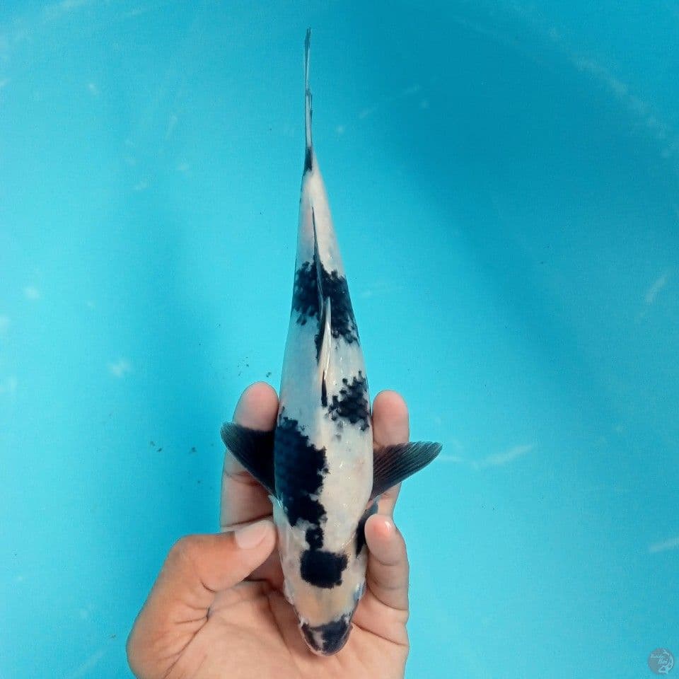 SHIRO BADAK 22CM