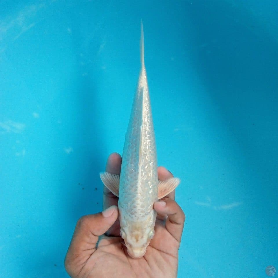 WHITE DIAMOND 21CM