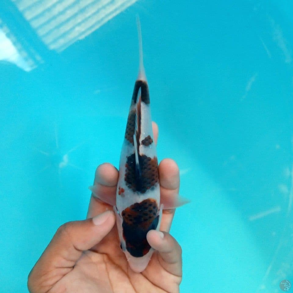 BUDO GOROMO 18CM