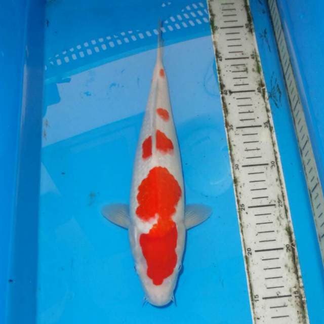 F1 KOHAKU TOTOL TOTOL