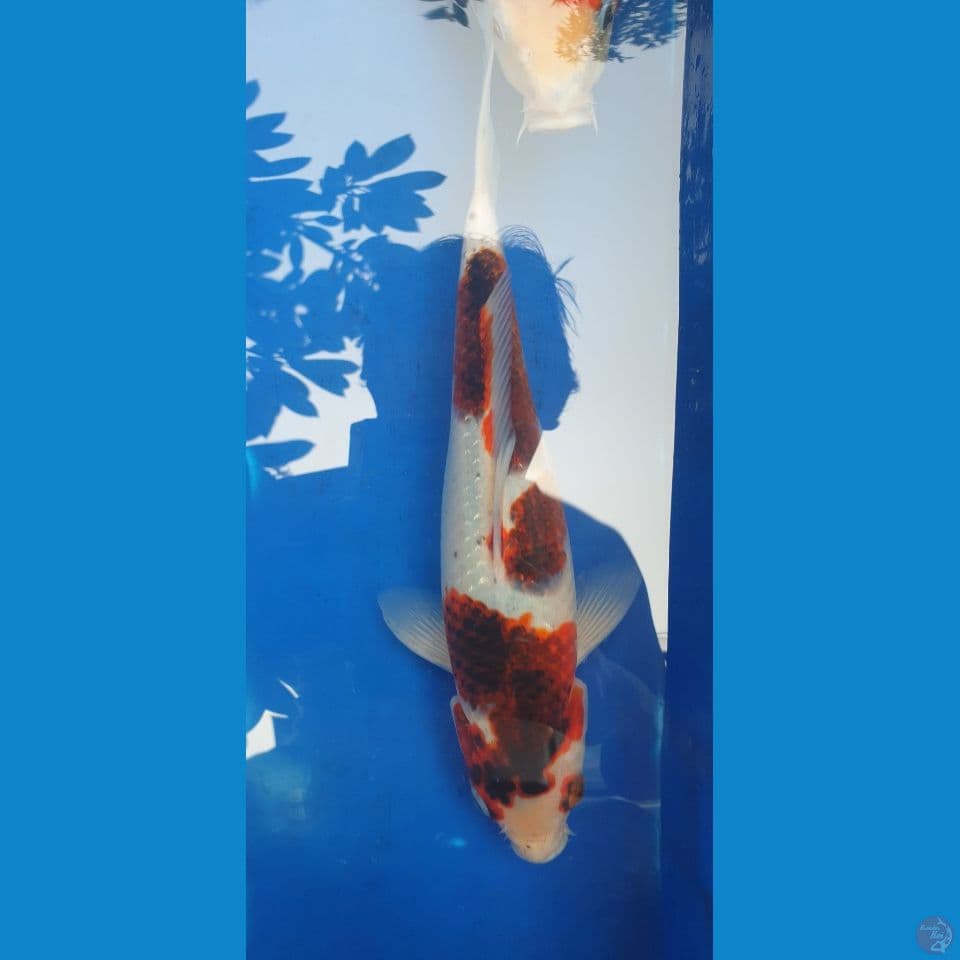 ai goromo 28cm