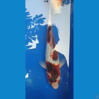 ai goromo 28cm