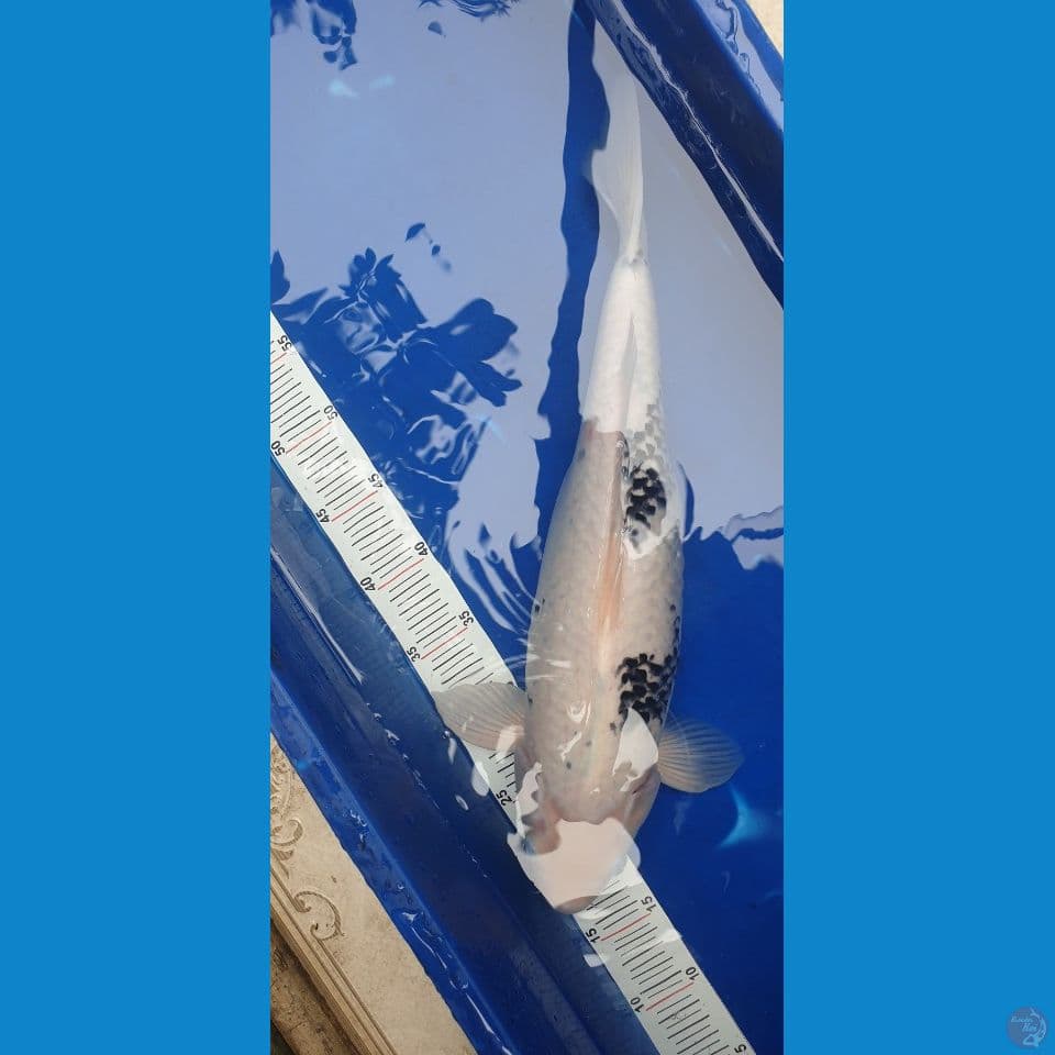 shiro tategoi 45cm