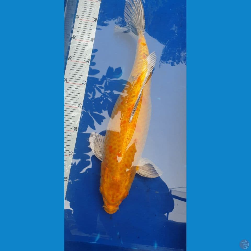 kiko 42cm