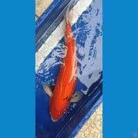 sanke 53cm