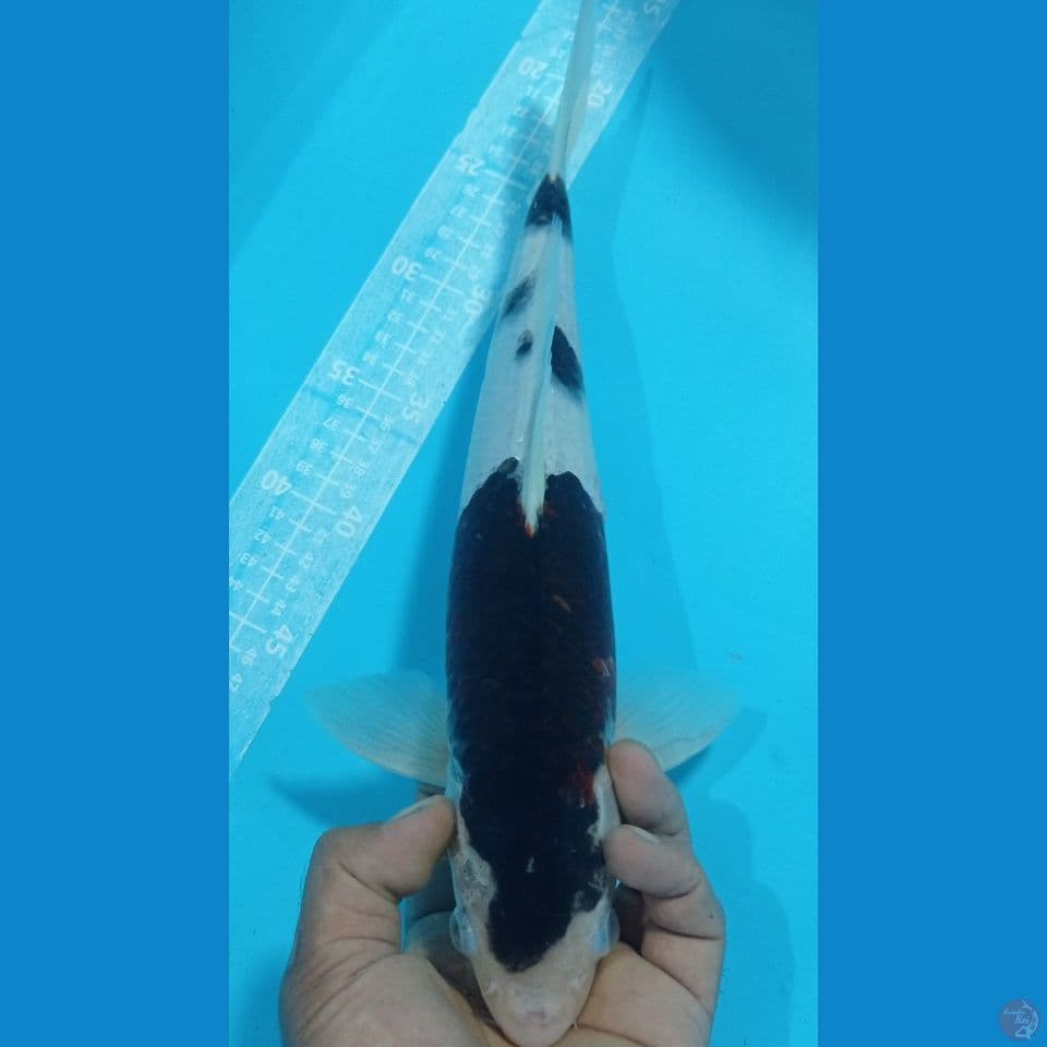 budo 38cm