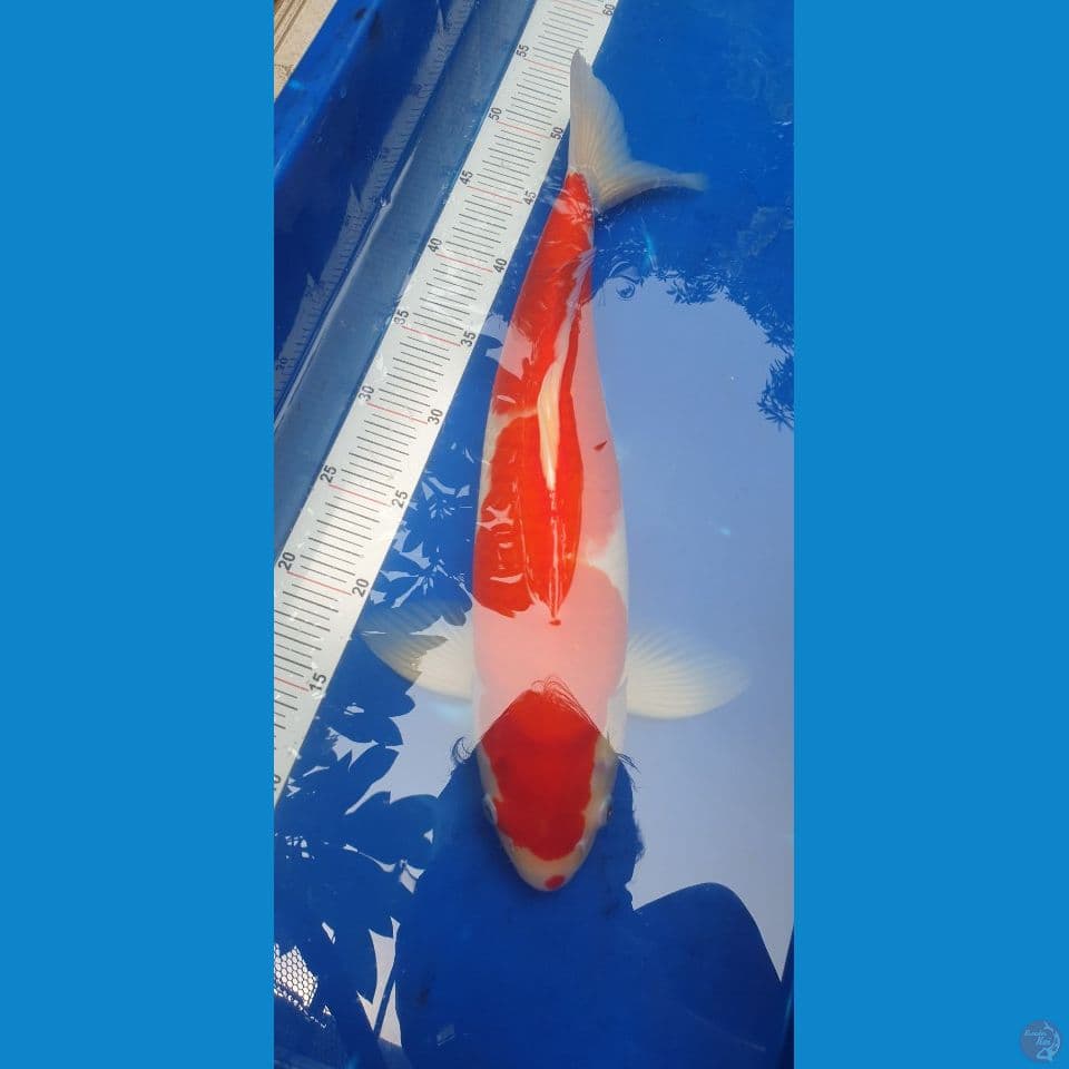 kohaku 44cm - male